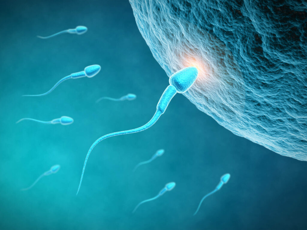 sperms swimming towards an egg cell